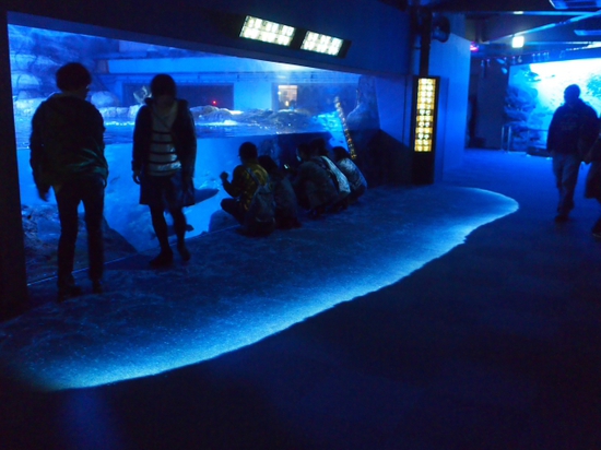 ナイトアクアリウム♪　新江ノ島水族館