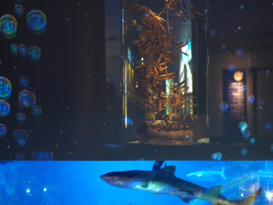 ナイトアクアリウム♪　新江ノ島水族館