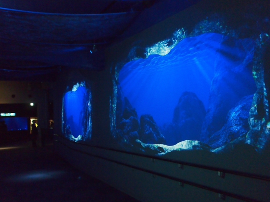 ナイトアクアリウム♪　新江ノ島水族館