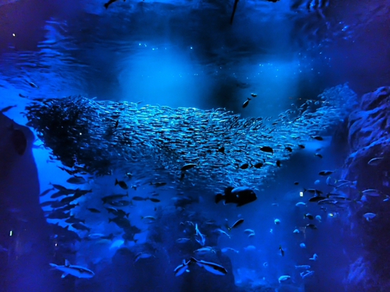 ナイトアクアリウム♪　新江ノ島水族館
