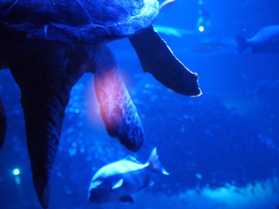 ナイトアクアリウム♪　新江ノ島水族館