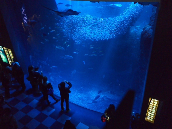 ナイトアクアリウム♪　新江ノ島水族館