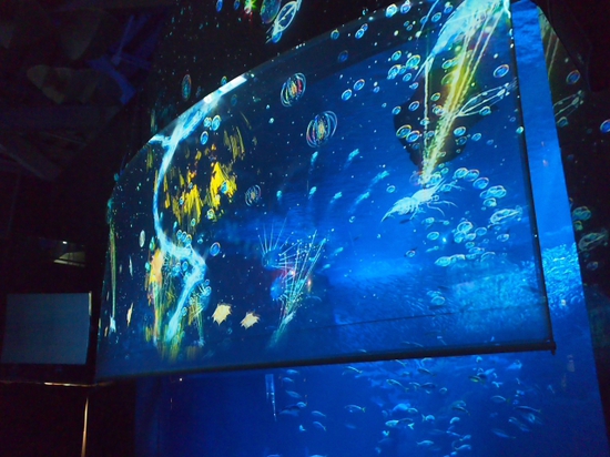 ナイトアクアリウム♪　新江ノ島水族館