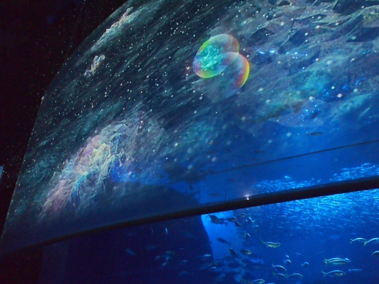 ナイトアクアリウム♪　新江ノ島水族館