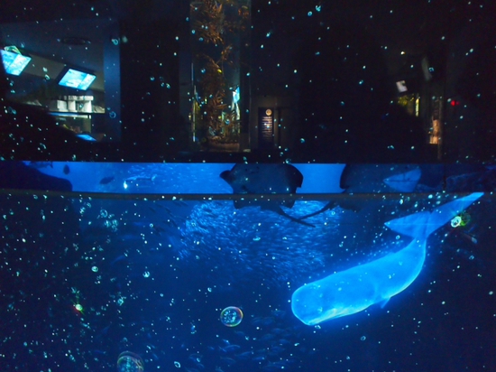 ナイトアクアリウム♪　新江ノ島水族館