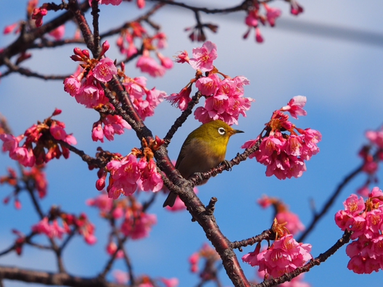 土肥桜とウグイス　食堂の裏手