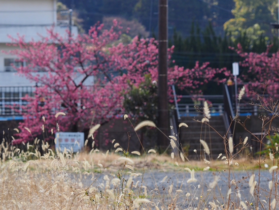 土肥桜とウグイス　食堂の裏手