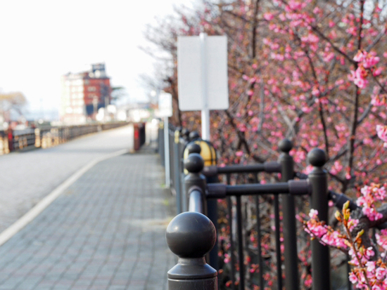 土肥桜とウグイス　食堂の裏手