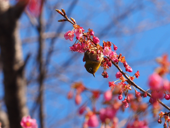 メジロと土肥桜　土肥金山駐車場