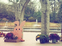 春よ、来い♪　神奈川県立フラワーセンター　大船植物園