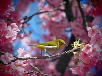 メジロちゃんと桜♪　本日の撮れたて
