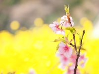 南伊豆見納めの河津桜　みなみの桜と菜の花まつり 2015/03/09 22:09:33