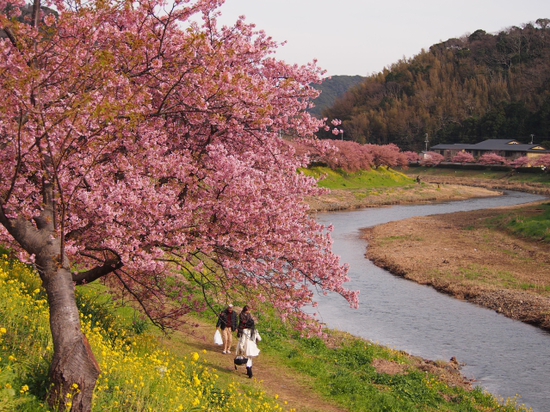南伊豆見納めの河津桜　みなみの桜と菜の花まつり