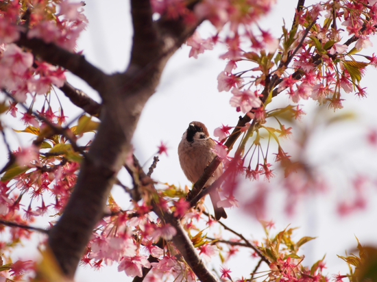 南伊豆見納めの河津桜　みなみの桜と菜の花まつり