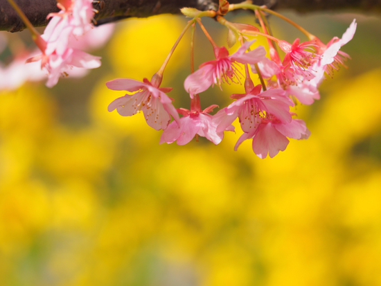 南伊豆見納めの河津桜　みなみの桜と菜の花まつり