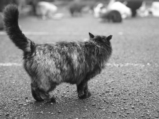 猫の餌付けは？