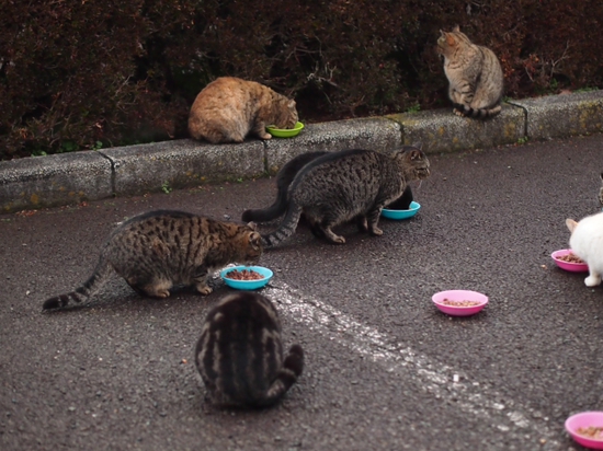 猫の餌付けは？