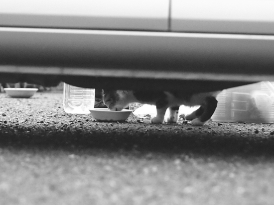 猫の餌付けは？