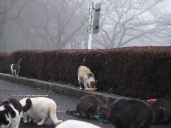 猫の餌付けは？