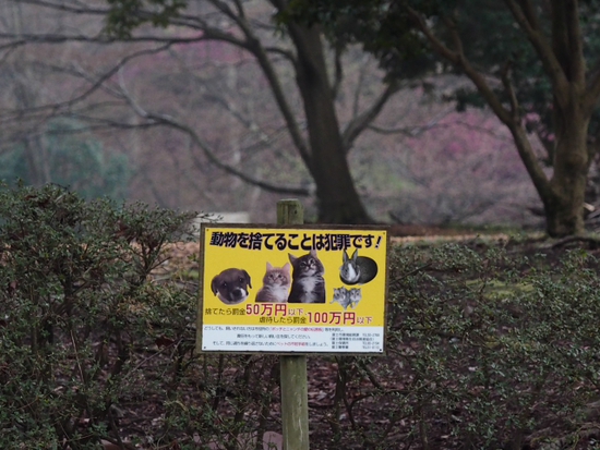 猫の餌付けは？
