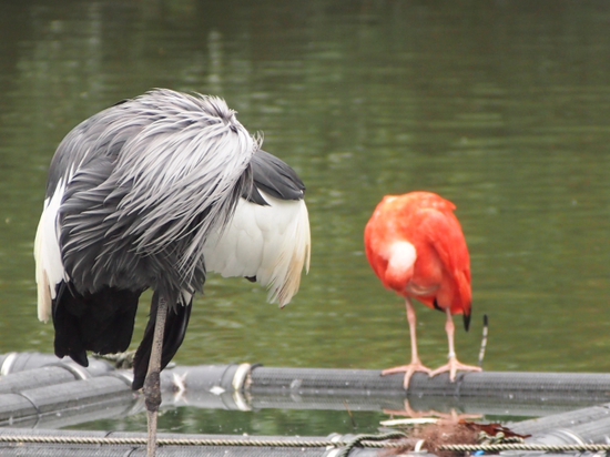 何気に撮ったけど・・・・・・　　　　日本平動物園