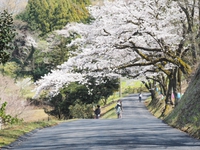 ハイキングに♪　桜シーズンの　のどかな弘法山公園（foto19枚）　