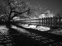小田原城　お堀の桜