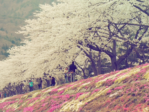 河口湖　桜まつり　　富士山薄っすら・・・・・・