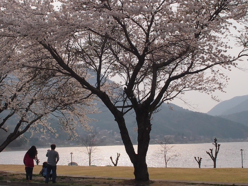 河口湖　桜まつり　　富士山薄っすら・・・・・・