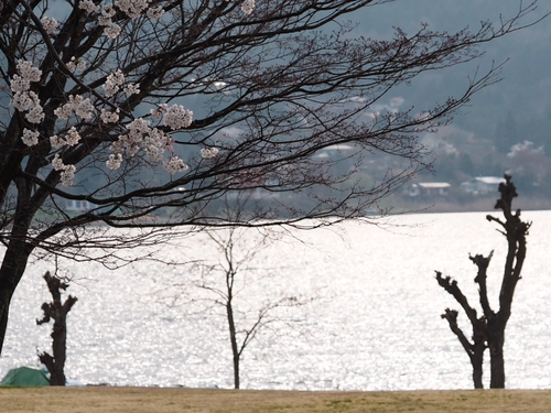 河口湖　桜まつり　　富士山薄っすら・・・・・・