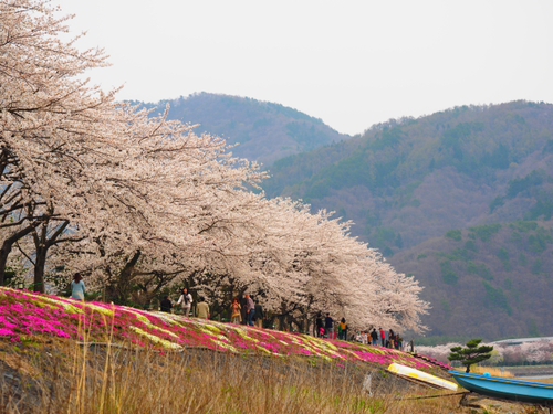 河口湖　桜まつり　　富士山薄っすら・・・・・・