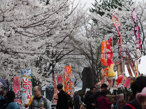 河口湖　桜まつり　　富士山薄っすら・・・・・・