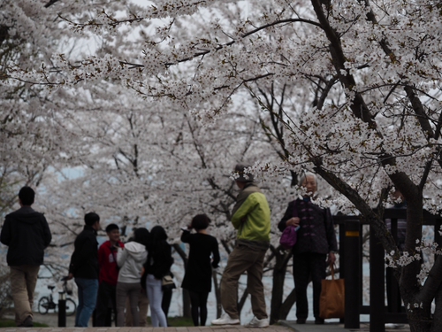 河口湖　桜まつり　　富士山薄っすら・・・・・・