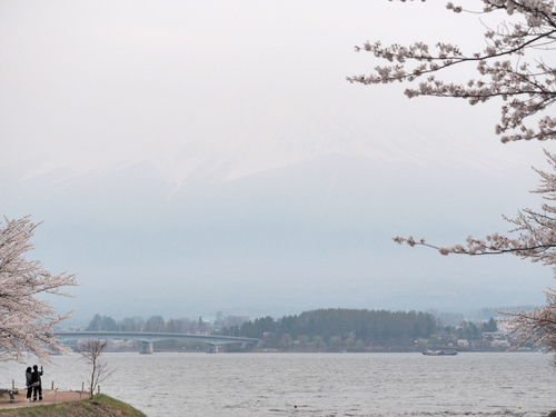 河口湖　桜まつり　　富士山薄っすら・・・・・・