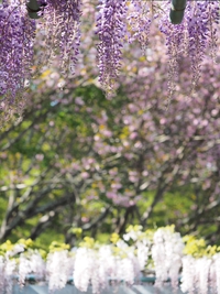 藤まつり　蓮花寺池公園　四季折々で楽しめる身近なオススメの公園