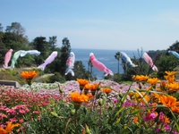 マーガレットまつりと鯉のぼり　伊豆四季の花公園