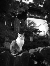 夕暮れのえのにゃん　 江の島猫ｆｏｔｏ