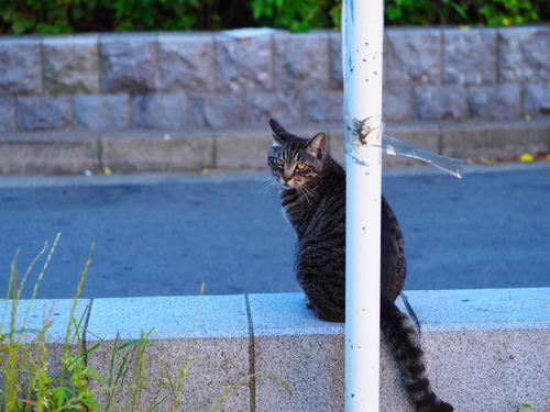 夕暮れのえのにゃん　 江の島猫ｆｏｔｏ