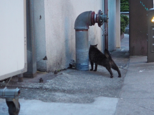 夕暮れのえのにゃん　 江の島猫ｆｏｔｏ