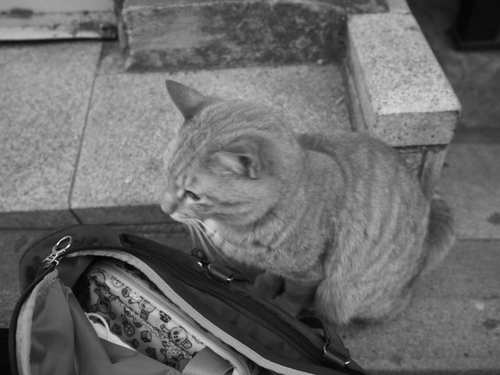 夕暮れのえのにゃん　 江の島猫ｆｏｔｏ