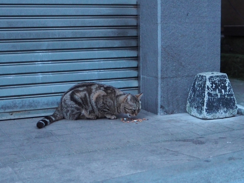 夕暮れのえのにゃん　 江の島猫ｆｏｔｏ