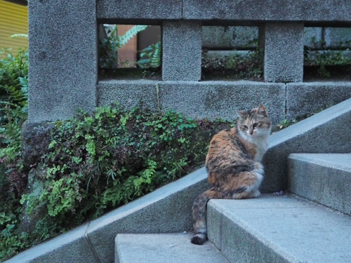 夕暮れのえのにゃん　 江の島猫ｆｏｔｏ
