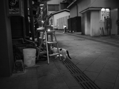 夕暮れのえのにゃん　 江の島猫ｆｏｔｏ