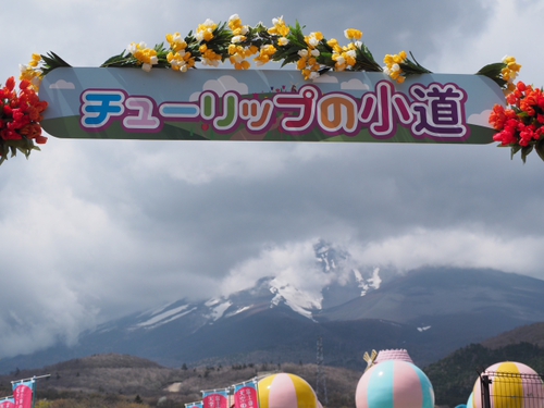 天空のチューリップ祭り　今年も富士山が・・・・・・・