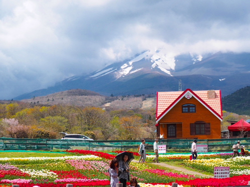 天空のチューリップ祭り　今年も富士山が・・・・・・・