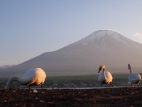 白鳥と富士山　山中湖