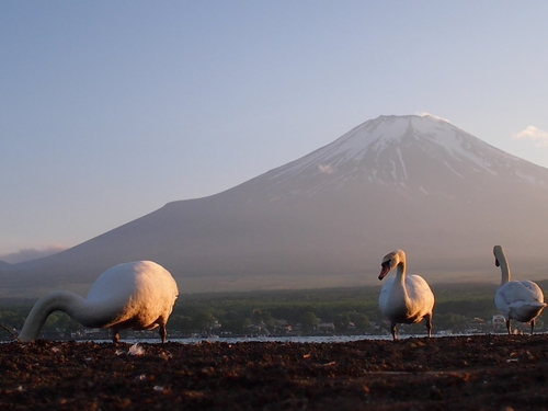 白鳥と富士山　山中湖