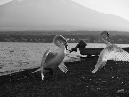 白鳥と富士山　山中湖