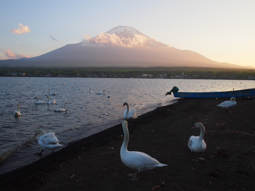 白鳥と富士山　山中湖