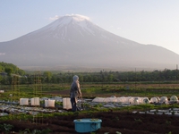 だ～れも居ない　畑と富士山　山中湖　花の都公園